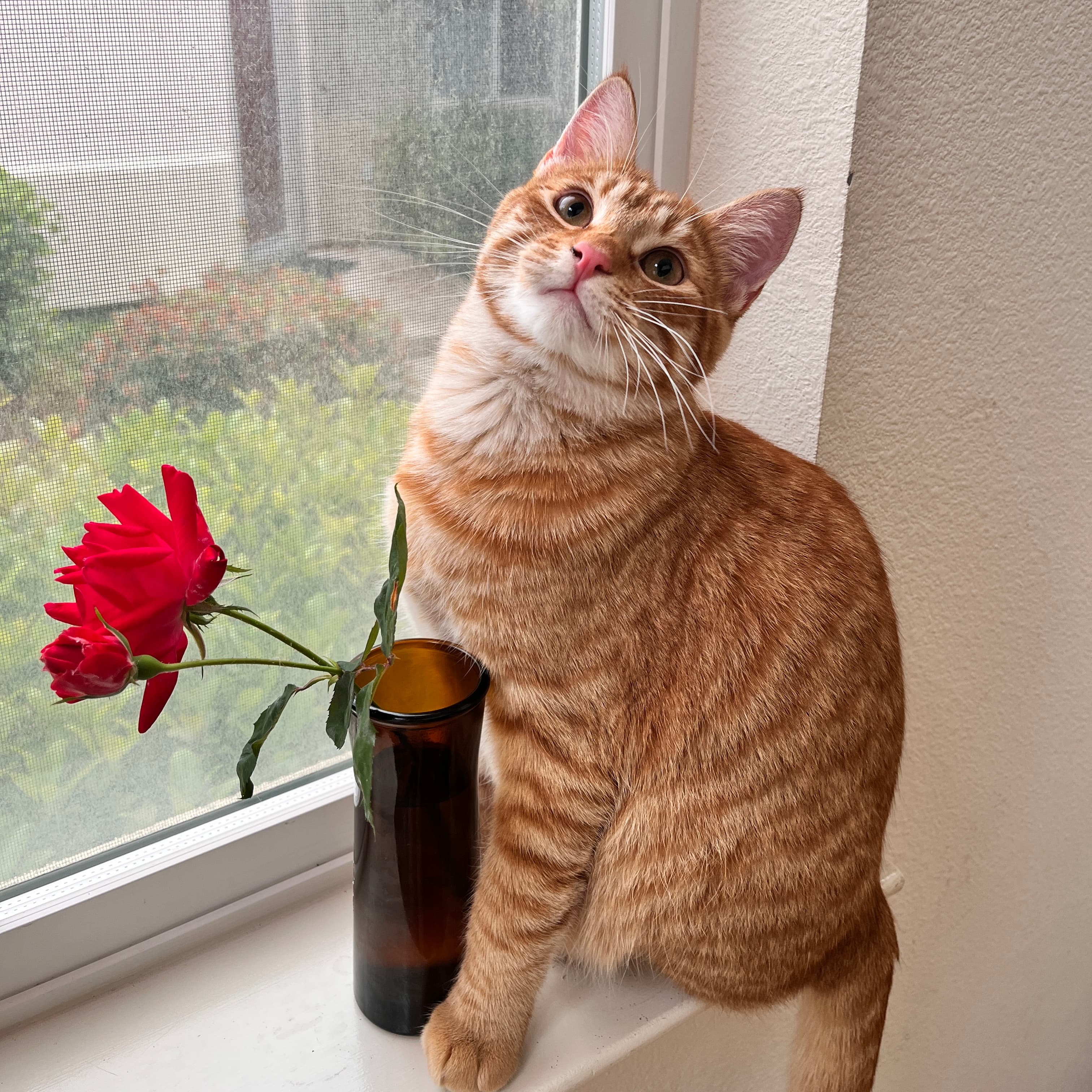 Shumai the cat perched on a windowsill next to a red rose